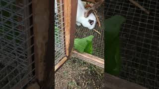 Young breeder rabbit growing up