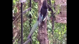 Magpie 120422