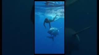 I’m just gonna grab a quick bite…oh? No?… ok then #shark #sea #ocean #underwater #scubadiving