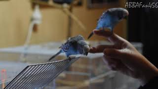 Shaking hands with a budgie