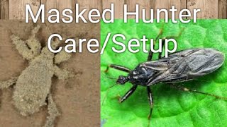 Masked Hunter Assasin Bug Setup! Reduvius Personatus