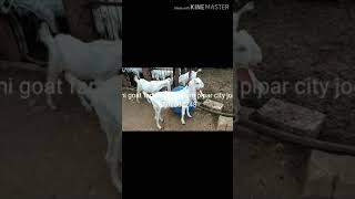 Qasmi goat faram aindhipura pipar jodhpur