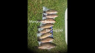 Mangrove Fishing For Snapper in Tampa Bay