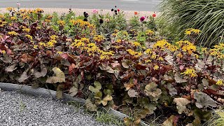 Ligularia 'Pandora' (Leopard Plant) - FarmerGracy.co.uk