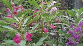 गुलमेहंदी के पौधे का अपडेट | Updating video of balsam flower plants|#गुलमेहंदी#balsam#mysmallgarden