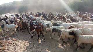 Thousands of goats and sheep walking view #animals #desert #desertanimal #mating