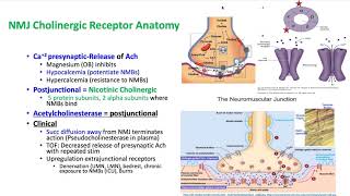 Pharmacology Keywords 2018 - Dr. Schell