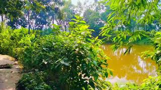 Village Beautiful View In Sariakandi,Bogura Bangladesh