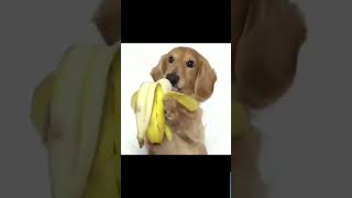 Dica Pet: BANANA PARA CACHORRO E GATO, PODE?