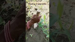 weeding bajra khet #keşfet #kesfet #agriculture #satisfying #tranding #letest #chennai