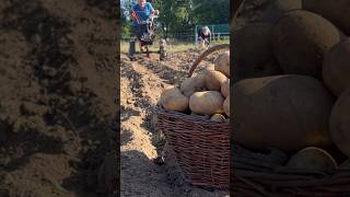 Sbírání BRAMBOR 🥔 #homestead #farming #farm #villagelife #potatoes #diy #cultivator