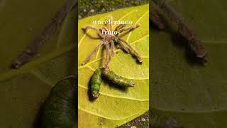 #Tarãntula#aranha 🕷 caranguejeira se alimenta de lagartas grilo 🦗baratas#natureza#shorts 🇧🇷