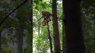 Funny group of Monkey Specail Clips  #shortvideos #Funnyvidoes #shortvideoformonkey 48