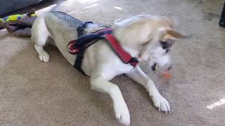 My Husky Playing With His Treat