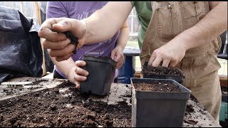 We Transplanted 640 Tomatoes!