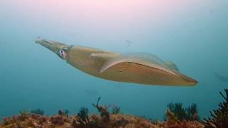 Calamares - Islas Cies