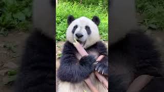 Whispering With The Cuteness Of The Panda Eating Bamboo Shoots #panda #shorts  #animals #cute