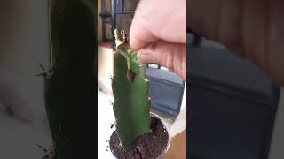 GRAFTING ECUADOR PALORA DRAGON FRUIT FROM SEEDS