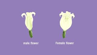 Identify the Parts of a Flower and Distinguish between Unisexual and Bisexual Flowers