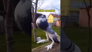 These Mutated Pigeons Are SCARY 😨 #shorts #viral