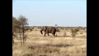 Elephants of Kruger National Park South Africa