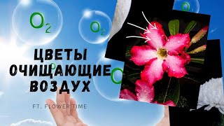 Цветы которые чистят воздух.