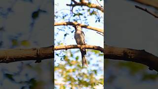 A Beautiful Bird #youtubeshorts #shortvideo  #bird