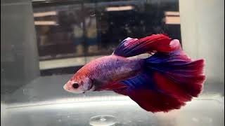 betta superdelta cod 137