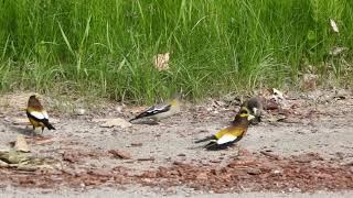 Evening Grosbeaks