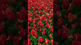 #tulip #viral #shorts @visitkeukenhof8009 @VideoIamsterdam @tulipexperienceamsterdam410