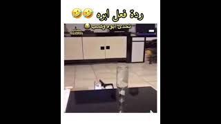 طفل تحدى أبوه وربح شاهد ردة فعل أبوه😉