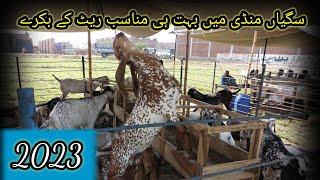 saggian mandi lahore 2023 goat farm @gharmachiryaghar