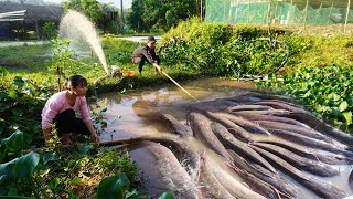 Modern fishing technology Use a large capacity pump Harvesting fish in the pond to sell