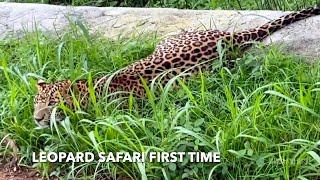 🔥Leopard’s Sighting @SimbaaVlogs