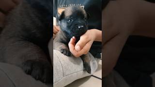 Cachorro Pastor Belga Malinois Des Champs vinculando con el niño a las 2 semanas de edad.