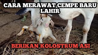 CARA MERAWAT CEMPE YANG BARU LAHIR #KAMBING #KAMBINGMELAHIRKAN