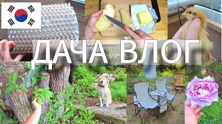 Дачная суета и ответы на вопросы ^^ KOREA VLOG