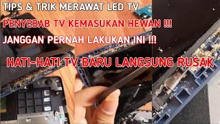 PENYEBAB TV CEPAT RUSAK DAN KEMASUKAN SERANGGA