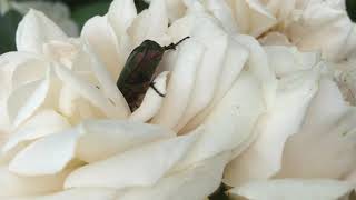 Rose Chafer Beetle pollinating a white rose