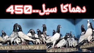 32 Pigeons For Sale|03035839818||#foryou #viral #viralvideo #trending #pigeons