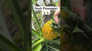 Fresh Pineapple! #pineapple #garden #florida