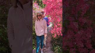 Walking an azalea path at Biltmore