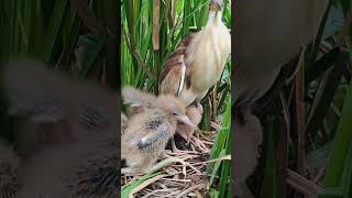 Bittern Birds