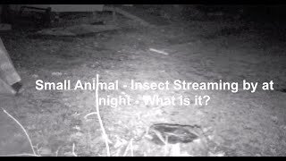 SMALL ANIMAL INSECT STREAKING AT NIGHT WHAT IS IT