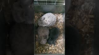 Holland Lop Babies - Top View in their nestbox