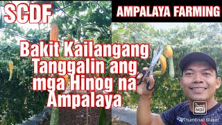 Ampalaya/Bitter Gourd Farming || Bakit kailangan tanggalin ang mga nahihinog na ampalaya