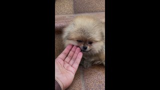 A Cute Lovely Puppy Licking Fingers  #shorts #funnydoggydog #shortsvideo #youtubeshorts