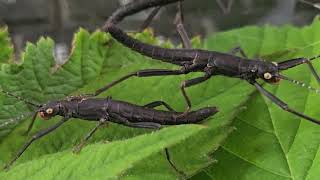 Black Beauty Stick Insect ( Peruphasma schultei ) housing #Thespidershop #stickinsect #microexotic