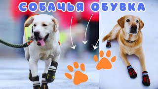 🐕📝🐾 Как выбрать собаке обувку?