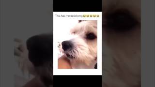 Greatest dog hits in one hilarious compilation 🐾😂 #shorts #dog #funny #comedy #viral #funnyshorts